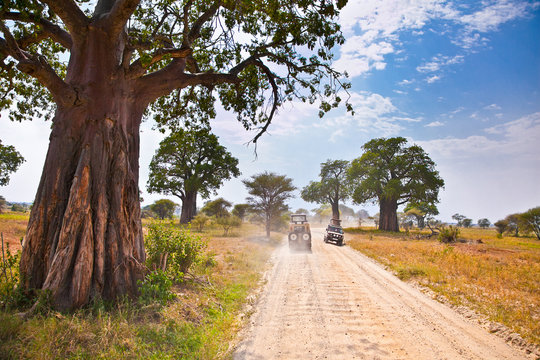 Fototapeta Huge African trees and safari jeeps in Tanzania.