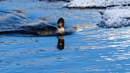 Fototapeta premium Female Merganser