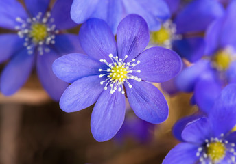 Blossoming blue hepatica during spring