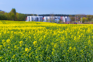 Obraz premium Blooming yellow rapeseed field in Poland
