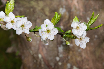 Flowering tree