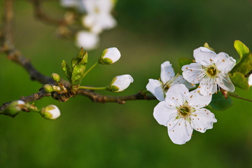A  branch of blossoming apple tree