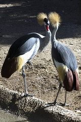 Pair of crowned cranes facing off