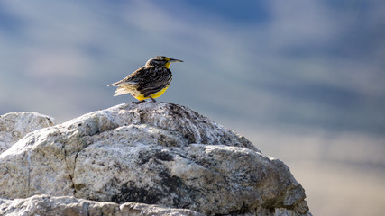 Western Meadowlark