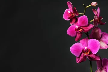 Foto op Plexiglas roze orchidee op zwart © Anna Khomulo