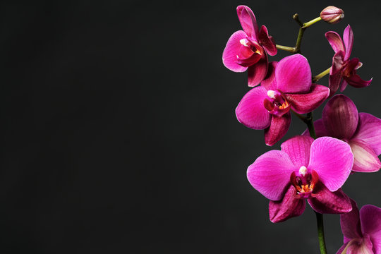 Fototapeta pink orchid on black
