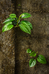Naklejka premium green betel leaves