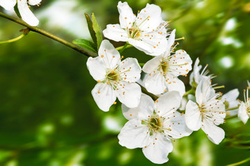 A tree in bloom, spring arrived