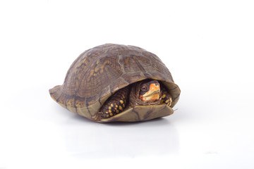 Fototapeta premium Turtle
