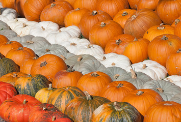 Colorful pumpkins