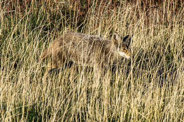 Coyote