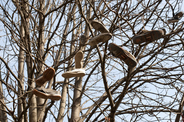 Old shoes hung from a tree