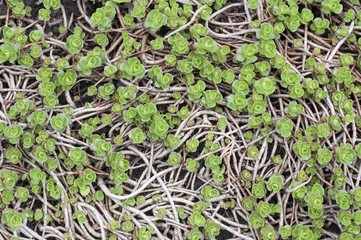 Aeonium canariense. Green flower background