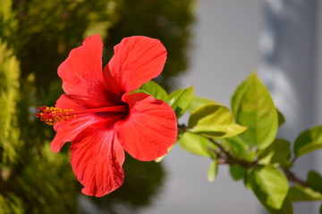 Red flower