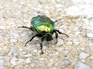 view of the green beetle on the sidewalk - Powered by Adobe