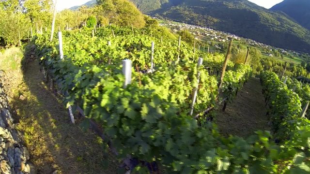 vigneto in Valtellina