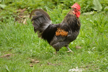 gallo de corral andando por la hierba del campo