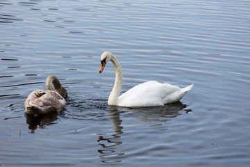 Mother swan and child looking for food