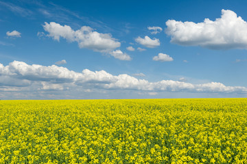 Yellow rapeseed field and blue sky, a beautiful spring landscape
