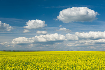 Naklejka premium Yellow rapeseed field and blue sky, a beautiful spring landscape