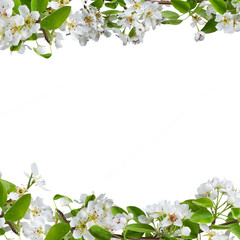 Spring blossoms background