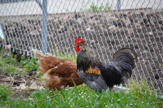 gallina y gallo en el gallinero