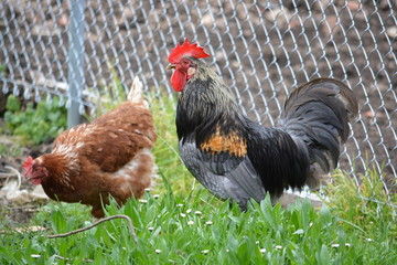 gallina y gallo en el interior de un corral