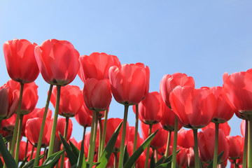 Obraz premium Pink tulips