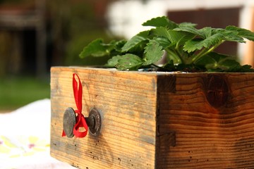 alte schublade mit erdbeeren VI