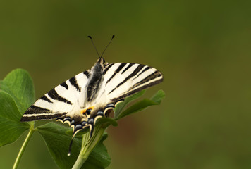 Old World Swallowtail butterfly (Papilio machaon)