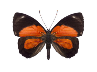 tropical butterfly collection Callicore species