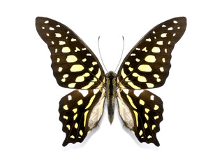 tropical butterfly collection Graphium agamemnon