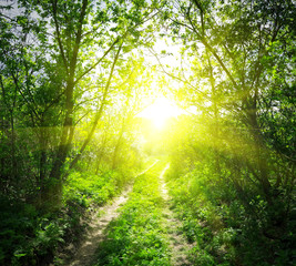Country road and sunlight