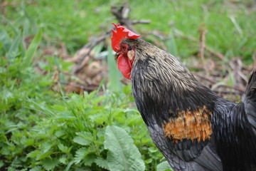 primer plano de gallo de corral de color negro
