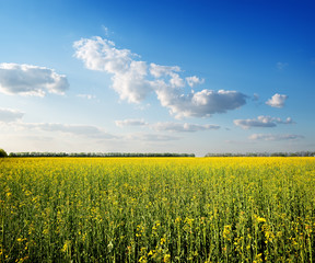 Obraz premium Field of yellow flowers