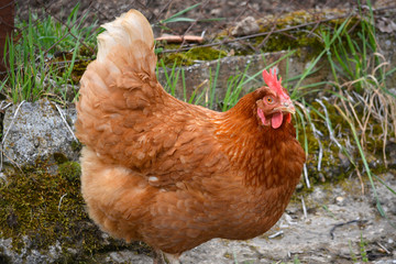 primer plano de gallina de corral