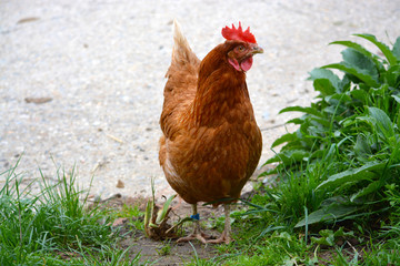 Gallina de corral