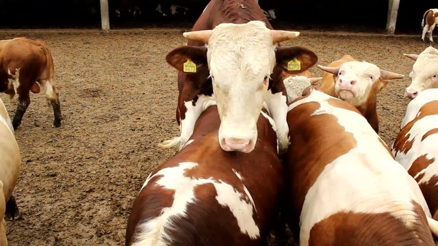Mating Season ,Cattle cows and bulls in the farm