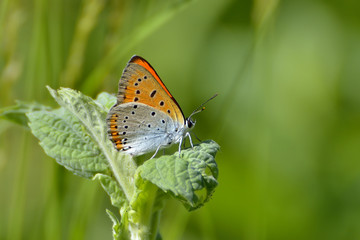 Obraz na płótnie Canvas Motyl w naturalnym środowisku (Plebejus Argus)