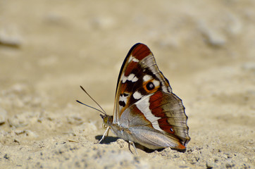 Aglais iris (Purple Emperor) butterfly