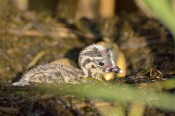 A baby great crested grebe, in nest (Podiceps cristatus)