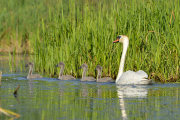 Mute Swan - Cygnus olor Adult with four cygnets