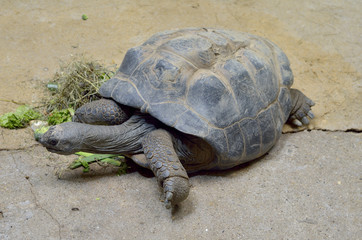 Big Seychelles turtle eat.