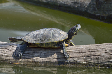 Obraz premium Red eared Terrapin - Trachemys scripta elegans