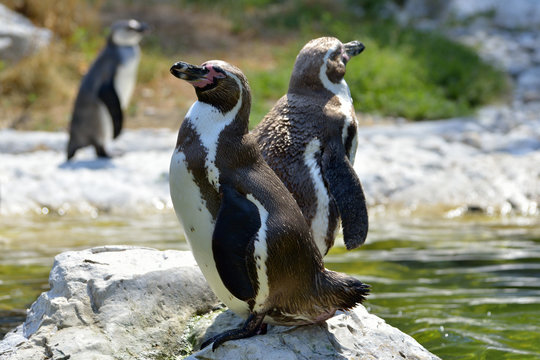 Humboldt penguins (Spheniscus Humboldt) in a zoo