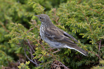 Obraz premium Water pippit resting on a tree (Anthus spinoletta)