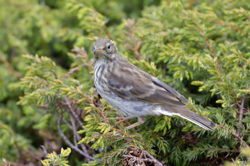 Water pippit resting on a tree (Anthus spinoletta)