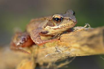 The Common Frog