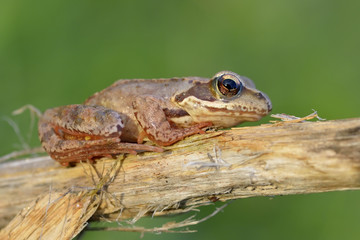 The Common Frog, Rana temporaria