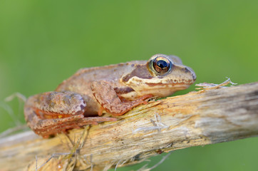 The Common Frog